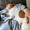 dog, sleeping, pet, resting, lap, hand, person, sweatshirt, brown_patch, white_fur, cozy, indoor, leather_couch, relaxation, animal, companion, nail_polish, red_nails, casual, comfort