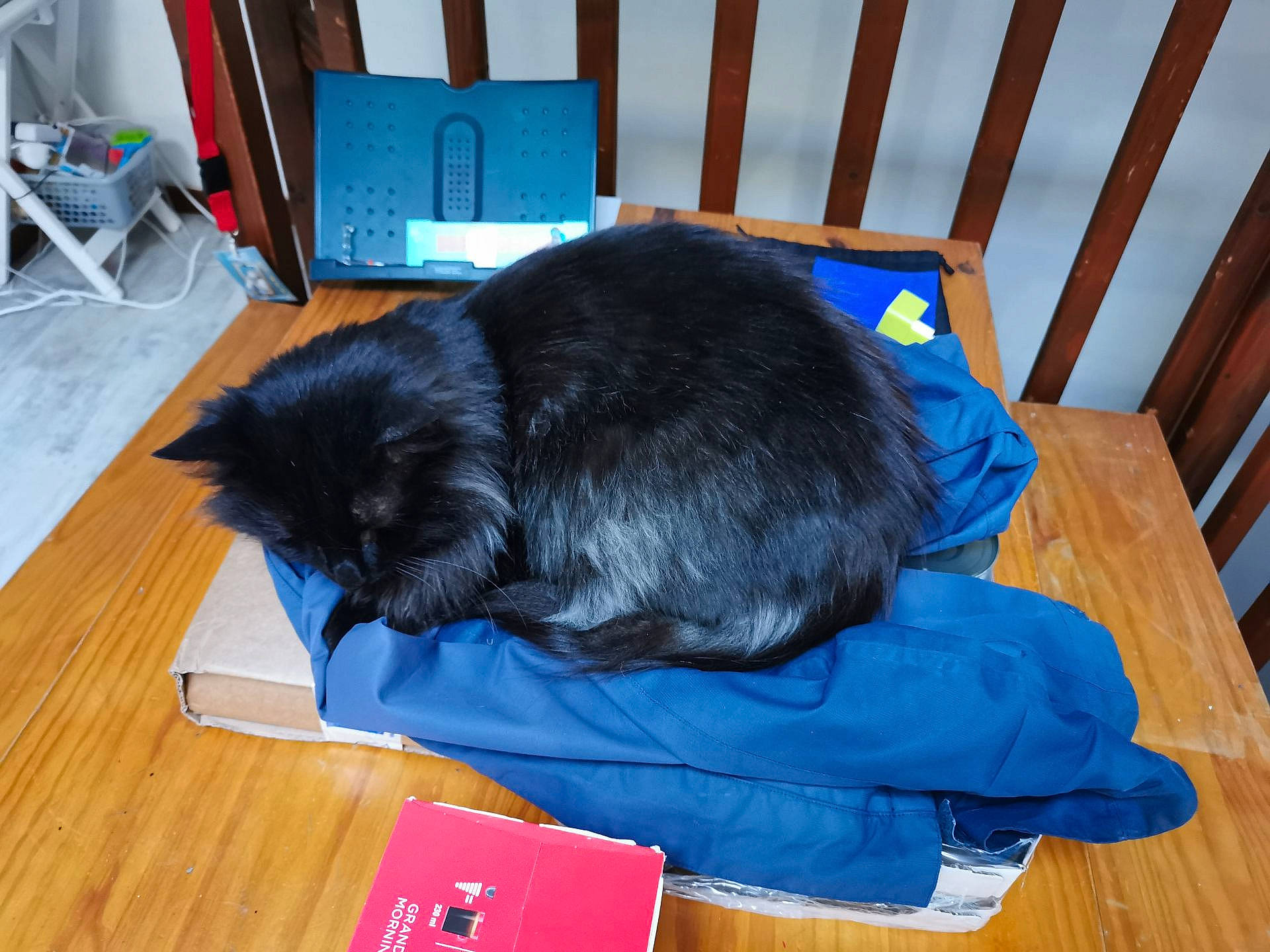 Kuro participe au concours pour gagner de l'argent avec cette photo : black_cat, carnivore, cat, domestic_long_haired_cat, felidae, korat, nebelung, small_to_medium_sized_cats, whiskers