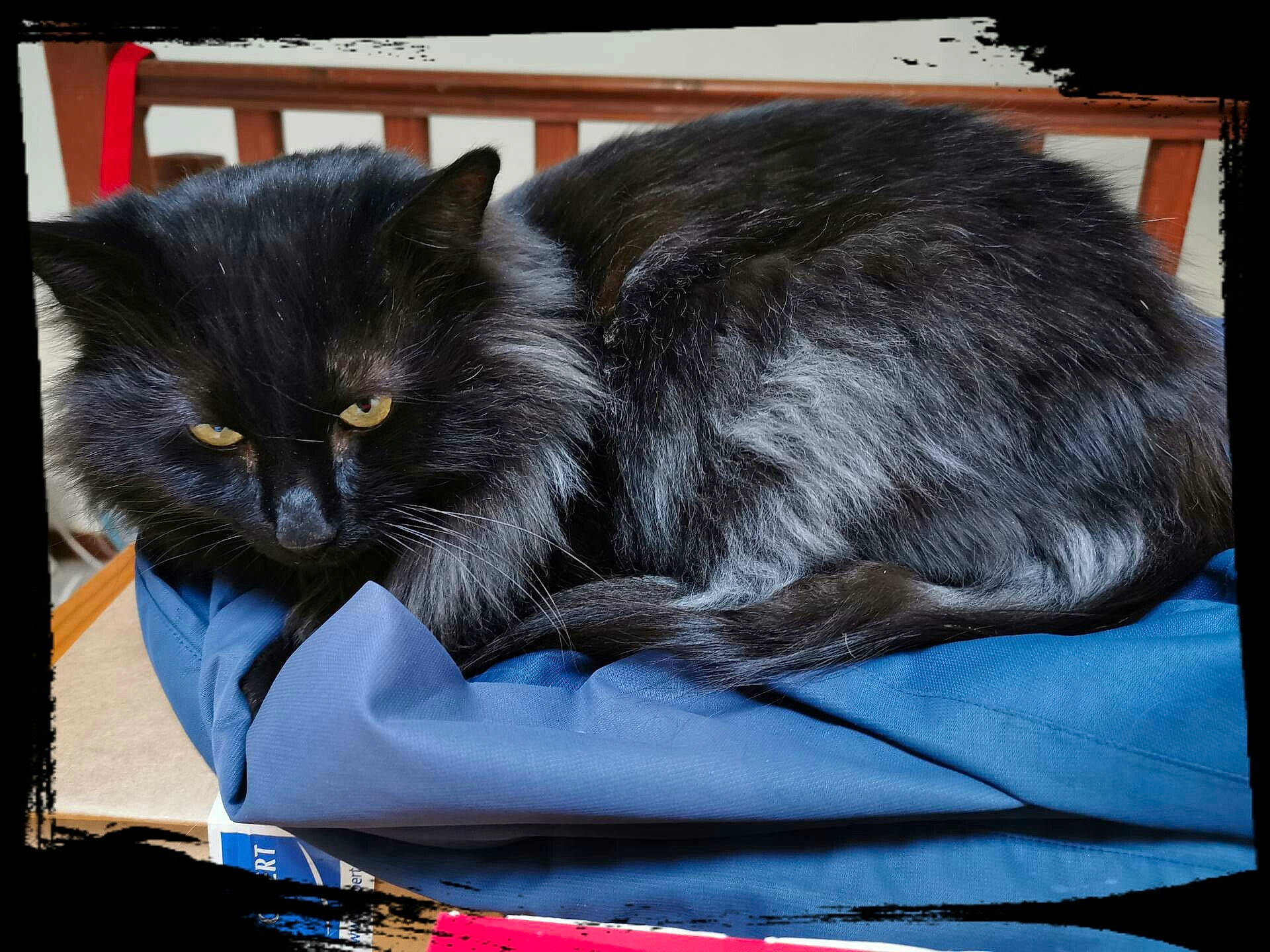 Kuro a rejoint le concours — aidez-le/la à gagner de superbes lots ! asian, asian_semi_longhair, black_cat, british_semi_longhair, carnivore, cat, domestic_long_haired_cat, domestic_short_haired_cat, felidae, mammal, nebelung, norwegian_forest_cat, persian, small_to_medium_sized_cats, vertebrate, whiskers