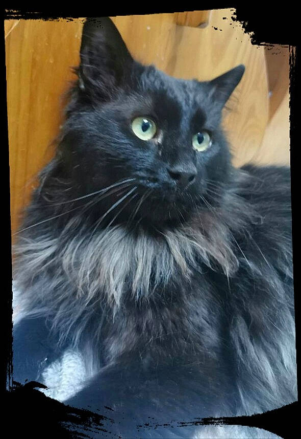 Kuro participe au concours pour gagner de l'argent avec cette photo : asian_semi_longhair, black_and_white, black_cat, carnivore, cat, domestic_long_haired_cat, felidae, kitten, maine_coon, mammal, nebelung, norwegian_forest_cat, ragamuffin, siberian, small_to_medium_sized_cats, vertebrate, whiskers