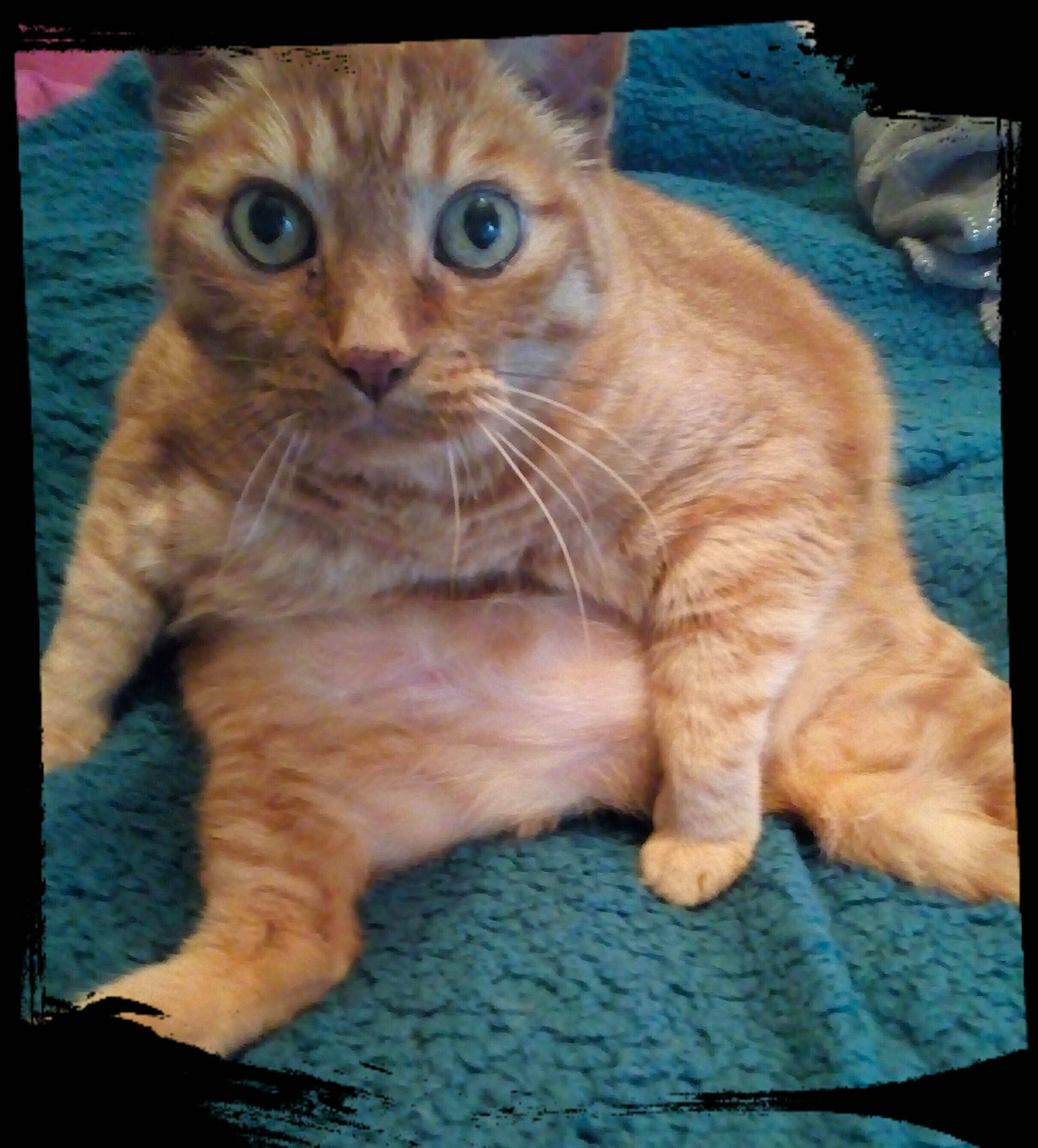 Palmyre participe au concours pour gagner de l'argent avec cette photo : aegean_cat, american_bobtail, american_curl, arabian_mau, asian, carnivore, cat, domestic_short_haired_cat, european_shorthair, fawn, felidae, kitten, mammal, nose, photo_caption, polydactyl_cat, small_to_medium_sized_cats, tabby_cat, vertebrate, whiskers