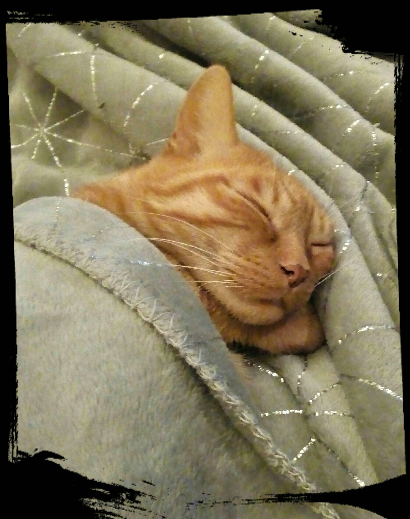 Palmyre a rejoint le concours — aidez-le/la à gagner de superbes lots ! asian, carnivore, cat, european_shorthair, fawn, felidae, fur, nap, sleep, small_to_medium_sized_cats, snout, tabby_cat, whiskers