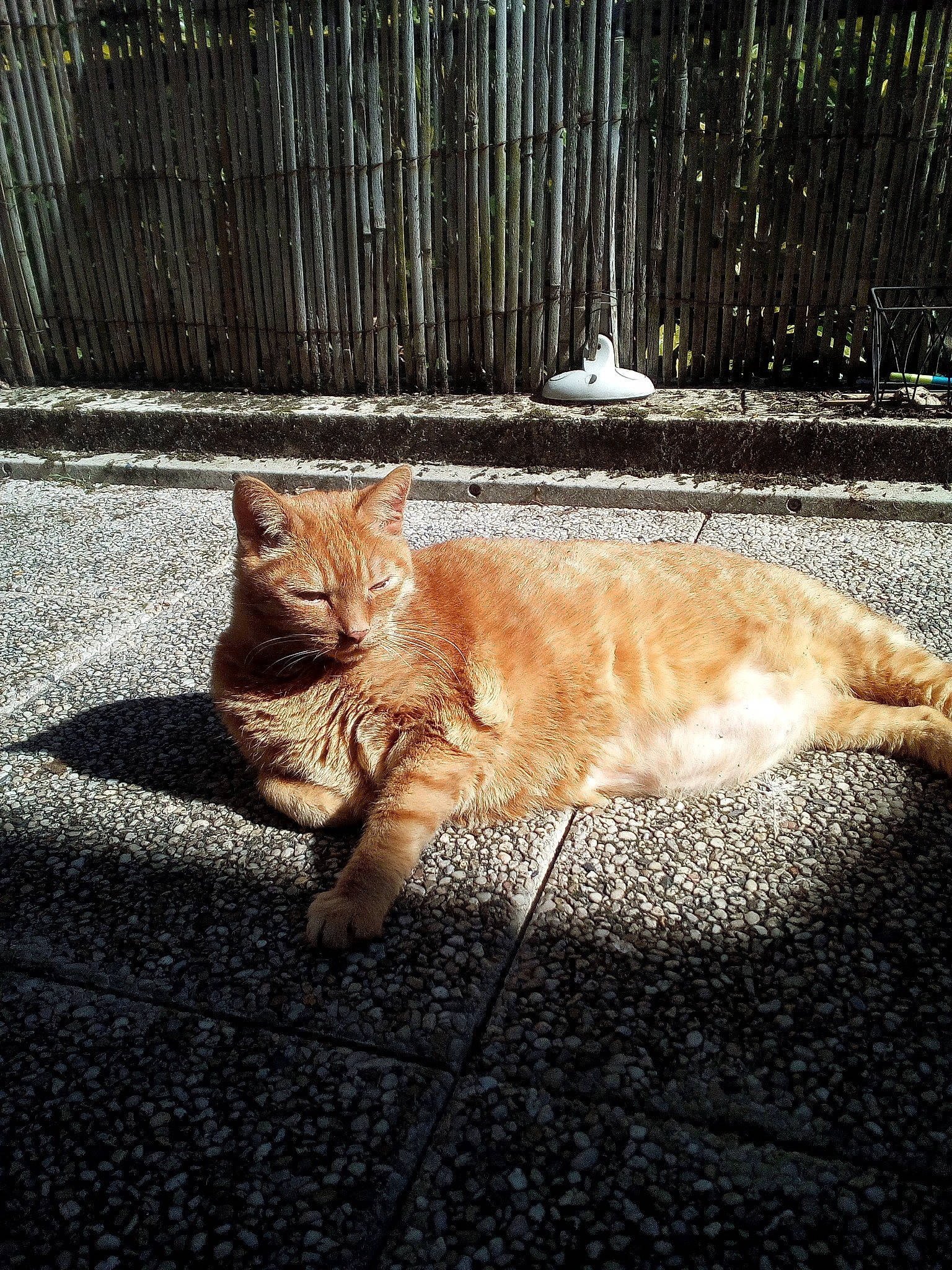 Palmyre participe au concours pour gagner de l'argent avec cette photo : carnivore, cat, domestic_short_haired_cat, european_shorthair, eye, felidae, fur, road, small_to_medium_sized_cats, snapshot, street, sunlight, tabby_cat, tail, whiskers