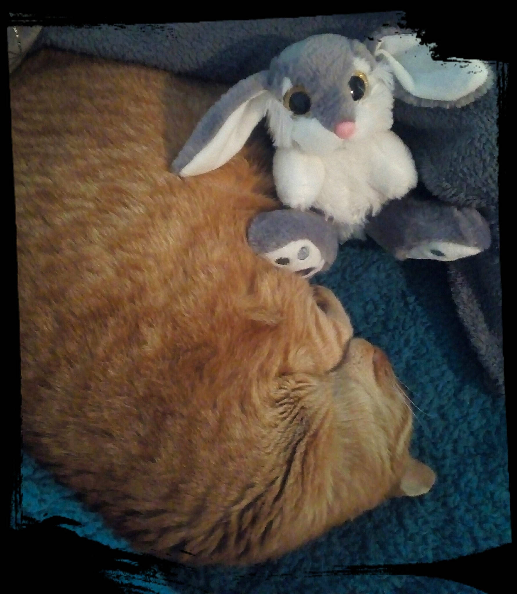 Palmyre a rejoint le concours — aidez-le/la à gagner de superbes lots ! domestic_rabbit, easter_bunny, fawn, hare, rabbit, rabbits_and_hares, skin, whiskers