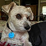 Bama joined the competition — help win amazing prizes! dog, pet, indoor, bed, collar, tag, brown_eyes, fur, small_dog, close_up, resting, cozy, comfort, animal, cute, companion, domestic, relaxed, portrait, house