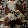 Bama joined the competition — help win amazing prizes! santa_claus, dog, christmas, holiday, festive, candy_cane, wreath, snow, bench, beard, red_suit, glasses, white_fur, decoration, indoor, portrait, pet, holiday_season, celebration, costume