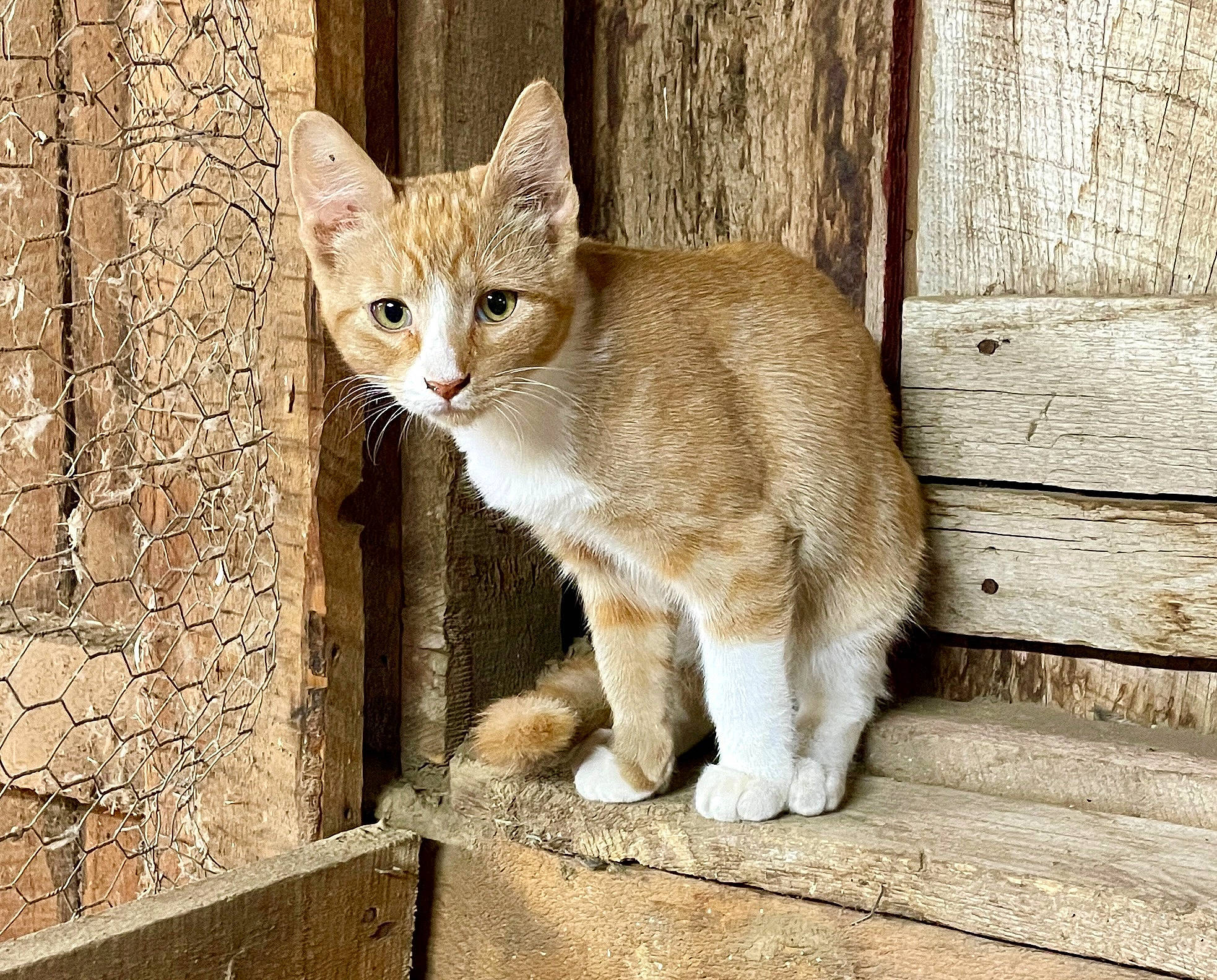 Topo is registered to the contest to win money with this photo: carnivore, cat, claw, domestic_short_haired_cat, fawn, felidae, fur, paw, photo_caption, sitting, small_to_medium_sized_cats, snout, tail, terrestrial_animal, tree, trunk, whiskers, wildlife, wood