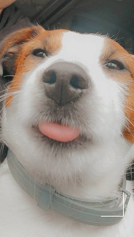 Tank joined the competition — help win amazing prizes! ancient_dog_breeds, canidae, carnivore, collar, companion_dog, dog, dog_breed, dog_collar, fawn, fur, giant_dog_breed, herding_dog, paw, puppy, smile, snout, sporting_group, terrestrial_animal, whiskers, working_dog