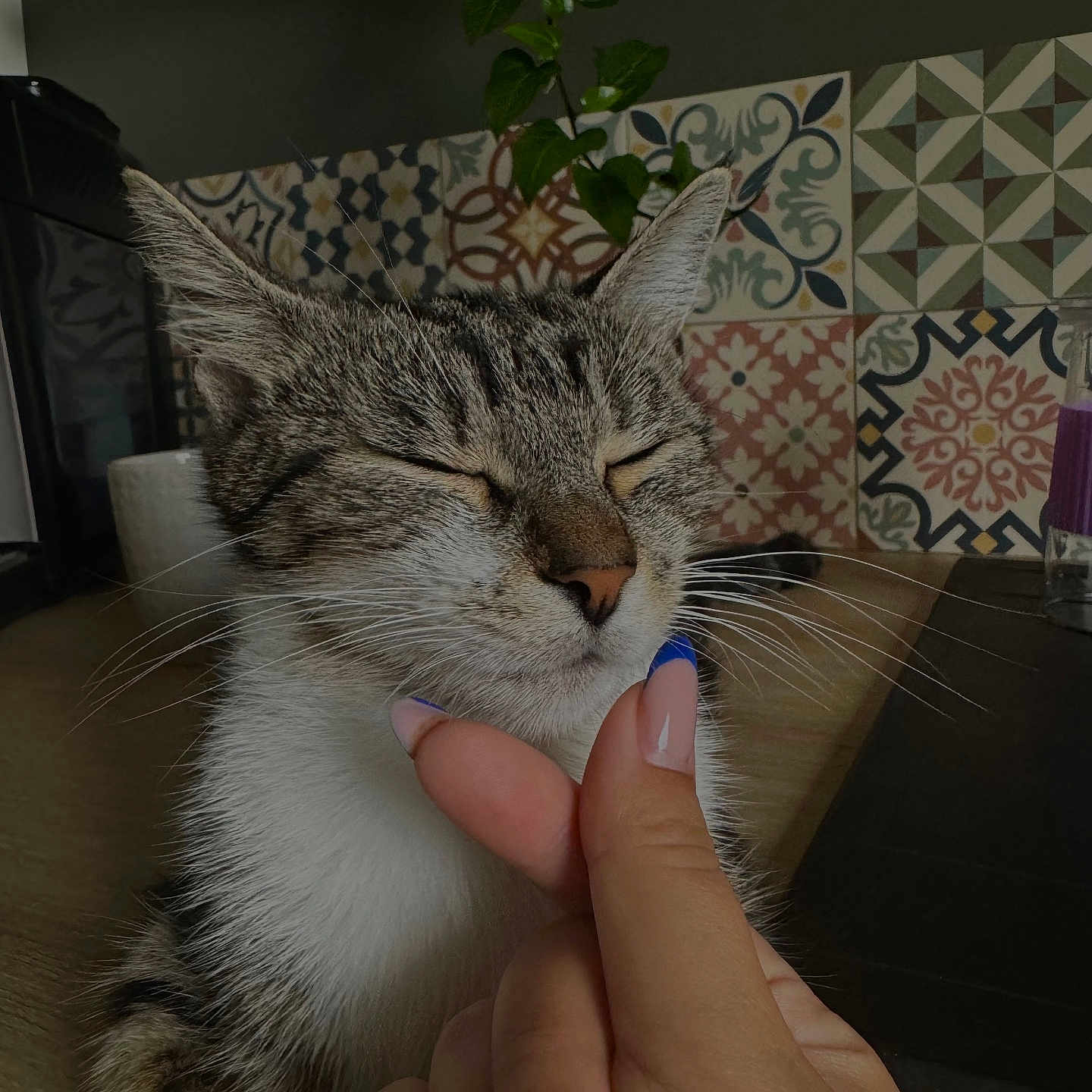 Moon participe au concours pour gagner de l'argent avec cette photo : animal, architecture, baby, bodypart, building, cat, couch, face, finger, furniture, hand, head, indoors, kitten, livingroom, person, pet, plant, pottedplant, room