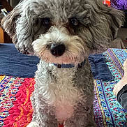 Wally joined the competition — help win amazing prizes! dog, curly_fur, gray, white, pet, indoor, quilt, patterned, colorful, towel, fur, animal, cute, sitting, portrait, closeup, furniture, eye_contact, collar, cozy