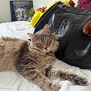 Opal is registered to the contest to win money with this photo: bed, bedroom, blanket, cat, feline, fluffy, fur, green_eyes, handbag, home_decor, indoor, leather_bag, lying_down, marc_jacobs, pet, pillow, plush_toy, portrait, relaxed, whiskers