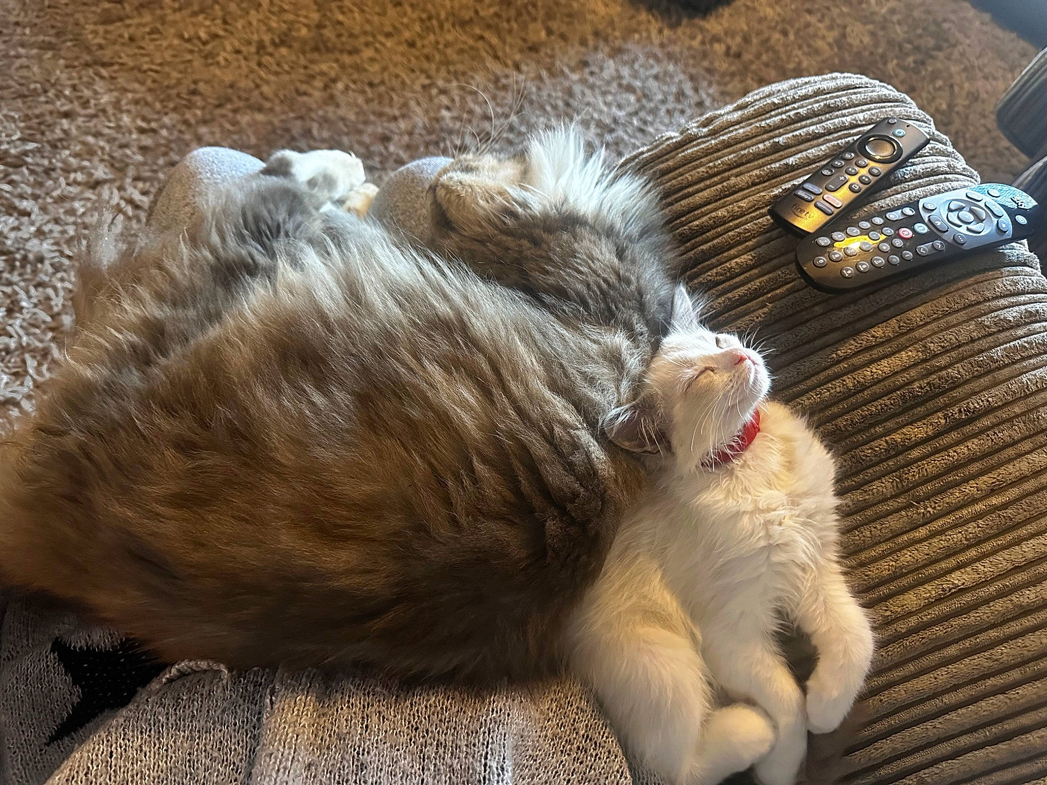 Mac joined the competition — help win amazing prizes! canidae, carnivore, cat, claw, comfort, companion_dog, dog_breed, domestic_short_haired_cat, fawn, felidae, foot, fur, human_leg, mammal, paw, small_to_medium_sized_cats, sporting_group, tail, vertebrate, whiskers