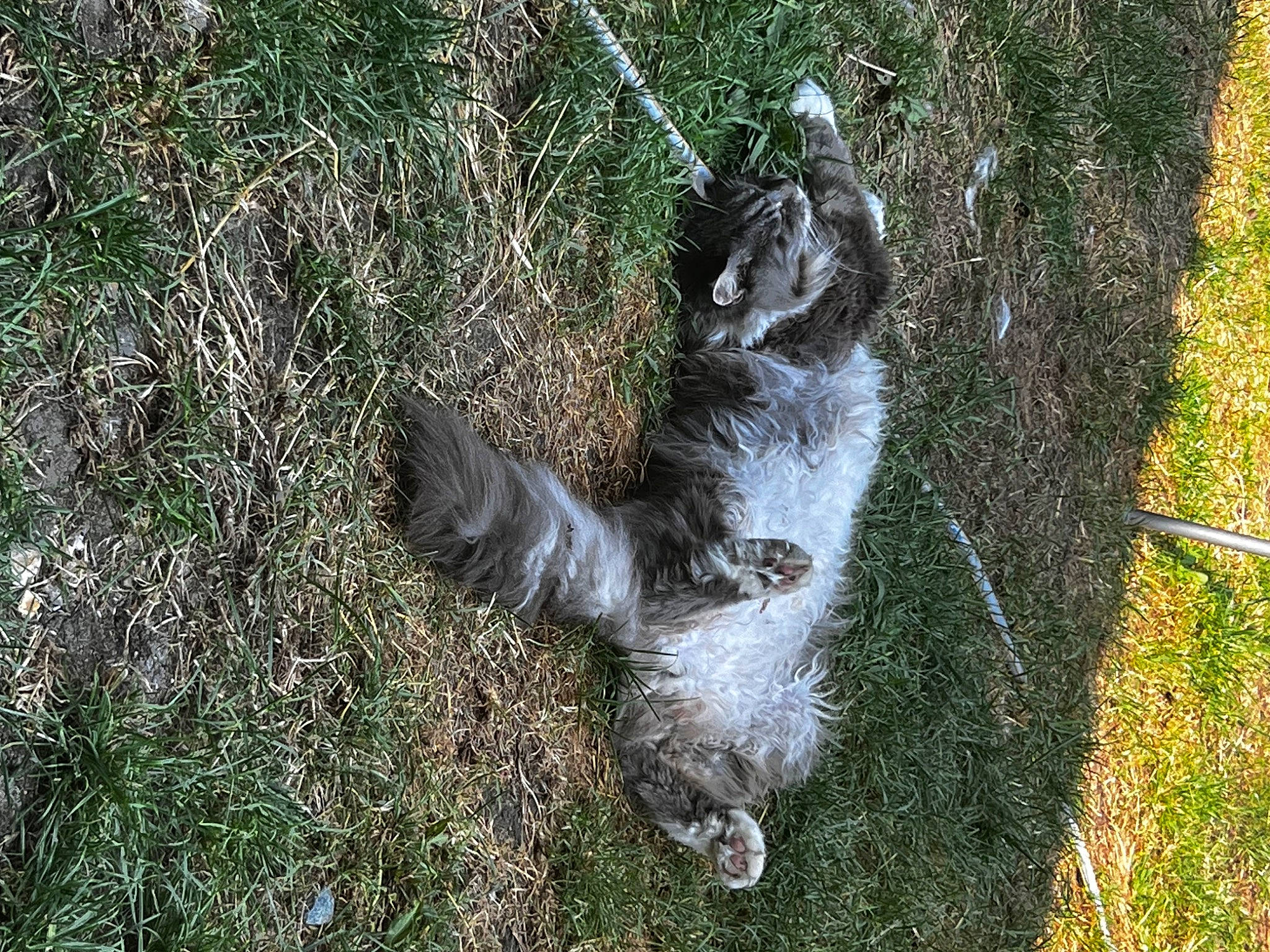 Mac is registered to the contest to win money with this photo: canidae, carnivore, cat, dog_breed, domestic_short_haired_cat, felidae, fur, grass, groundcover, paw, plant, small_to_medium_sized_cats, soil, sporting_group, squirrel, tail, terrestrial_animal, trunk, whiskers, wildlife