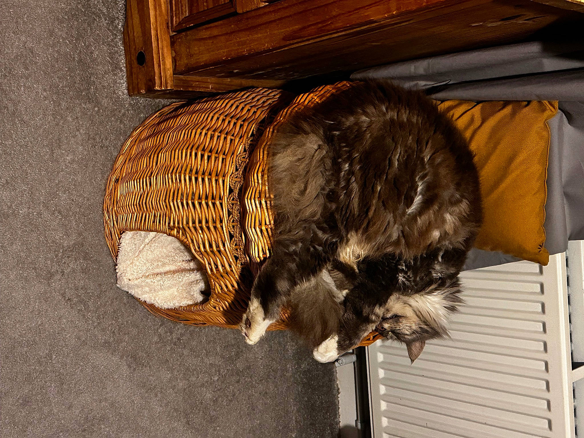 Mac is registered to the contest to win money with this photo: canidae, carnivore, companion_dog, dog_breed, domestic_short_haired_cat, fashion_accessory, felidae, fur, hat, hut, liver, pet_supply, small_to_medium_sized_cats, snout, sporting_group, tail, terrestrial_animal, whiskers, wood, working_animal