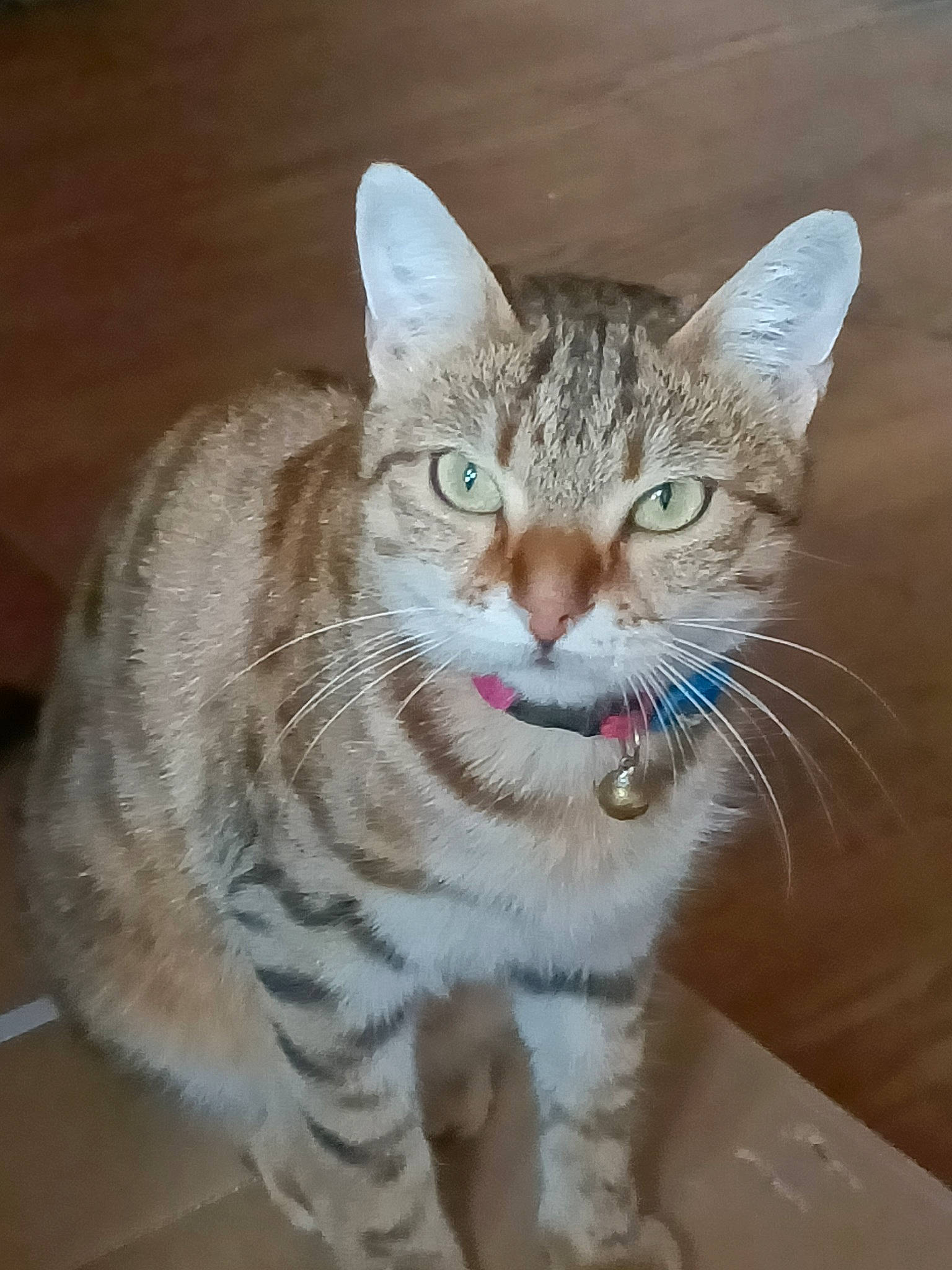 Minouche a rejoint le concours — aidez-le/la à gagner de superbes lots ! art, carnivore, cat, eye, felidae, fur, head, natural_material, sitting, small_to_medium_sized_cats, snout, tail, terrestrial_animal, whiskers