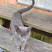 Smokie is registered to the contest to win money with this photo: cat, gray_cat, yellow_eyes, animal, pet, outdoor, wood, planks, tail, fur, whiskers, feline, nature, walking, close_up, texture, background, rustic, curious, alert