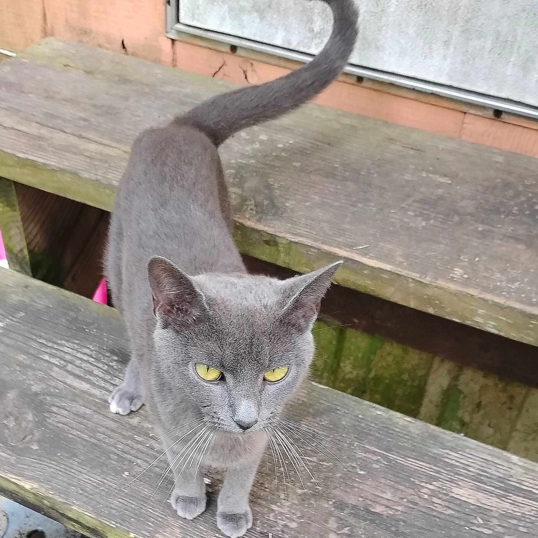 Smokie is registered to the contest to win money with this photo: cat, gray_cat, yellow_eyes, animal, pet, outdoor, wood, planks, tail, fur, whiskers, feline, nature, walking, close_up, texture, background, rustic, curious, alert