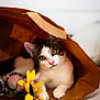 cat, yellow_eyes, paper_bag, flower_toy, pet, curious, indoor, feline, cute, playful, white_fur, tabby, animal, domestic, soft_light, close_up, resting, bed, cozy, whiskers