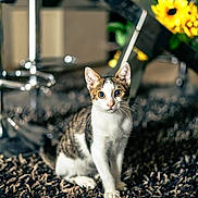 Canaillou participe au concours pour gagner de l'argent avec cette photo : cat, indoor, rug, modern_furniture, sunflowers, curious, wide_eyes, tabby, white_fur, wooden_floor, decor, plant, chair, metal, table, pet, animal, flooring, domestic, cozy