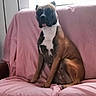 Volka participe au concours pour gagner de l'argent avec cette photo : dog, brown, white, sitting, couch, pink, indoor, pet, canine, fur, animal, resting, portrait, furniture, house, domestic, companion, relaxed, seat, living_room