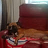 dog, blur, couch, indoor, blanket, red, furniture, pet, resting, animal, living_room, relaxing, canine, home, comfort, seat, domestic_animal, fur, laying, quiet