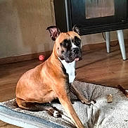 Volka participe au concours pour gagner de l'argent avec cette photo : dog, brown_dog, pet, indoor, dog_bed, floor, fireplace, wooden_floor, resting, animal, canine, looking, ears_up, white_chest, muzzle, home_interior, toy_ball, relaxed, domestic, cozy
