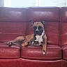 Volka participe au concours pour gagner de l'argent avec cette photo : dog, boxer, red_couch, leather, indoor, pet, animal, window, blinds, relaxed, seated, brown, white_markings, ears, living_room, floor, furniture, resting, calm, domestic
