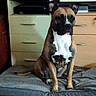 Volka a rejoint le concours — aidez-le/la à gagner de superbes lots ! attention, black, brindle_coat, brown, canine, couch, dog, dog_bed, domestic, drawer, ears_up, floor, furniture, home, indoor, pet, resting, shelf, sitting, white_chest
