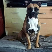 Volka a rejoint le concours — aidez-le/la à gagner de superbes lots ! animal, brown_dog, calm, canine, dog, dog_bed, domestic, drawer, ears_up, entertainment_unit, floor, furniture, home, indoor, looking_at_camera, pet, quiet, resting, sitting, white_chest