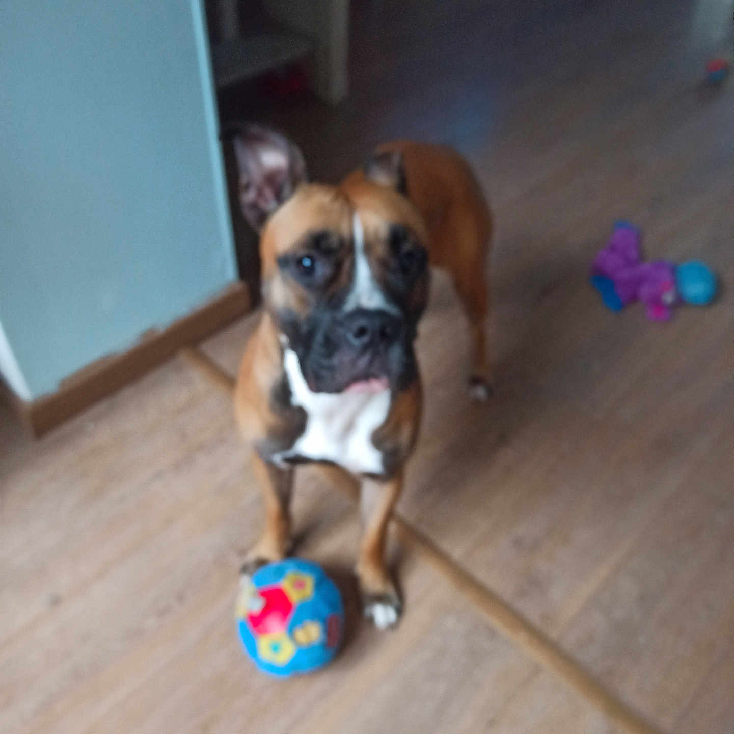 Volka a rejoint le concours — aidez-le/la à gagner de superbes lots ! dog, toy, ball, wooden_floor, indoor, brown_dog, white_chest, pet, animal, floor, play, puppy, blurred, domestic, household, furniture, living_space, ears, standing, looking