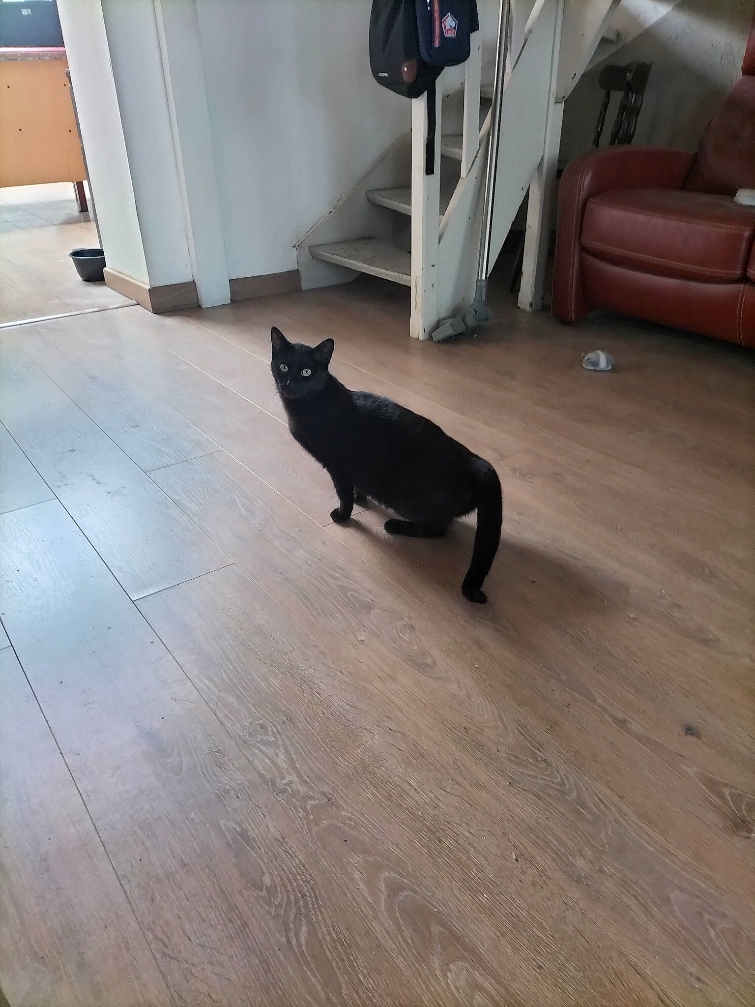 Chaton a rejoint le concours — aidez-le/la à gagner de superbes lots ! black_cat, brown, carnivore, cat, comfort, couch, felidae, floor, flooring, grey, hardwood, laminate_flooring, small_to_medium_sized_cats, snout, tail, tints_and_shades, whiskers, wood, wood_flooring, wood_stain