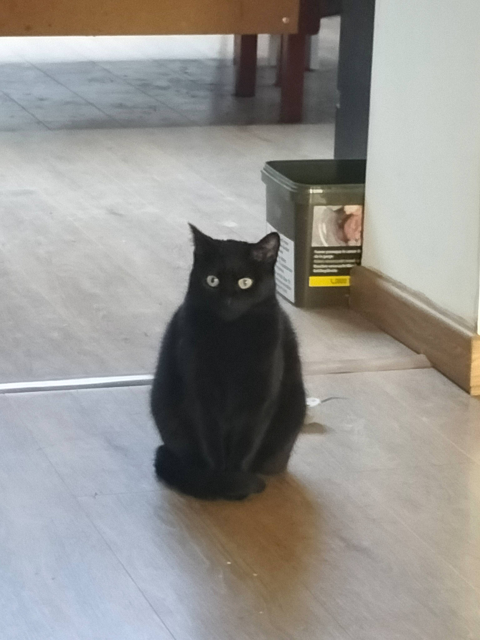 Chaton
