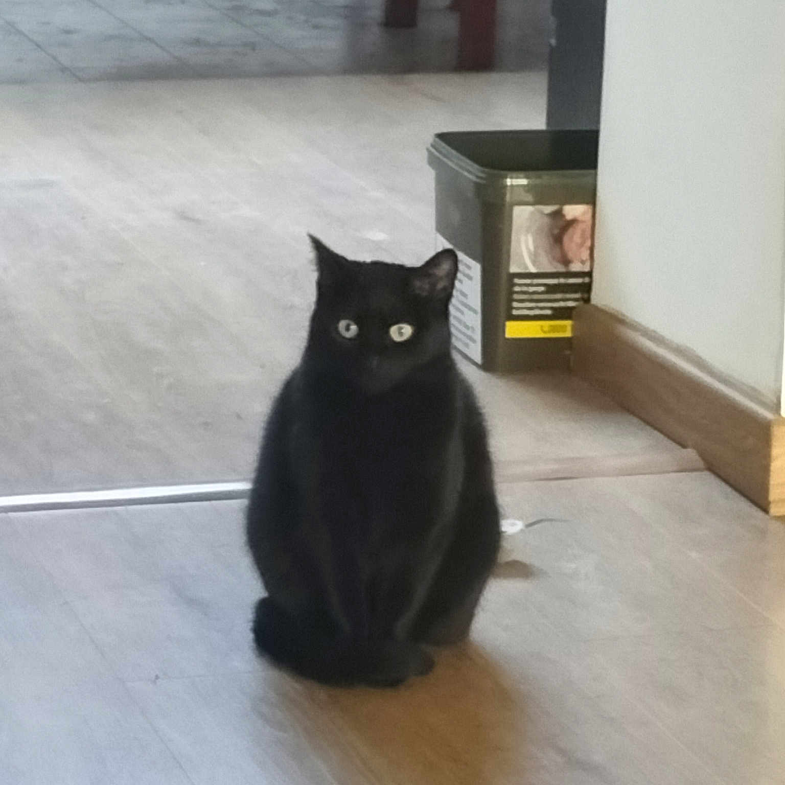 Chaton