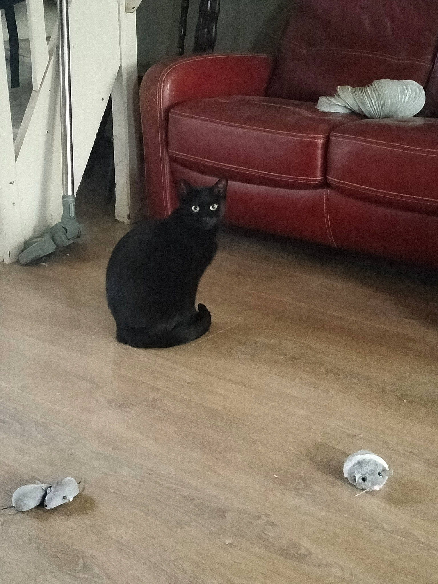 Chaton participe au concours pour gagner de l'argent avec cette photo : automotive_tire, bombay, carnivore, cat, comfort, couch, felidae, floor, flooring, grey, hardwood, living_room, mammal, road_surface, small_to_medium_sized_cats, studio_couch, tail, whiskers, white, wood