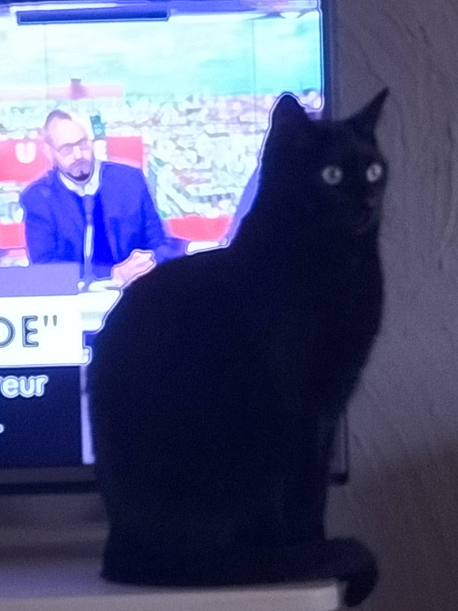 Chaton a rejoint le concours — aidez-le/la à gagner de superbes lots ! black_cat, carnivore, cat, display_device, domestic_short_haired_cat, electric_blue, event, felidae, fur, magenta, sky, small_to_medium_sized_cats, snout, square, tail, whiskers, window
