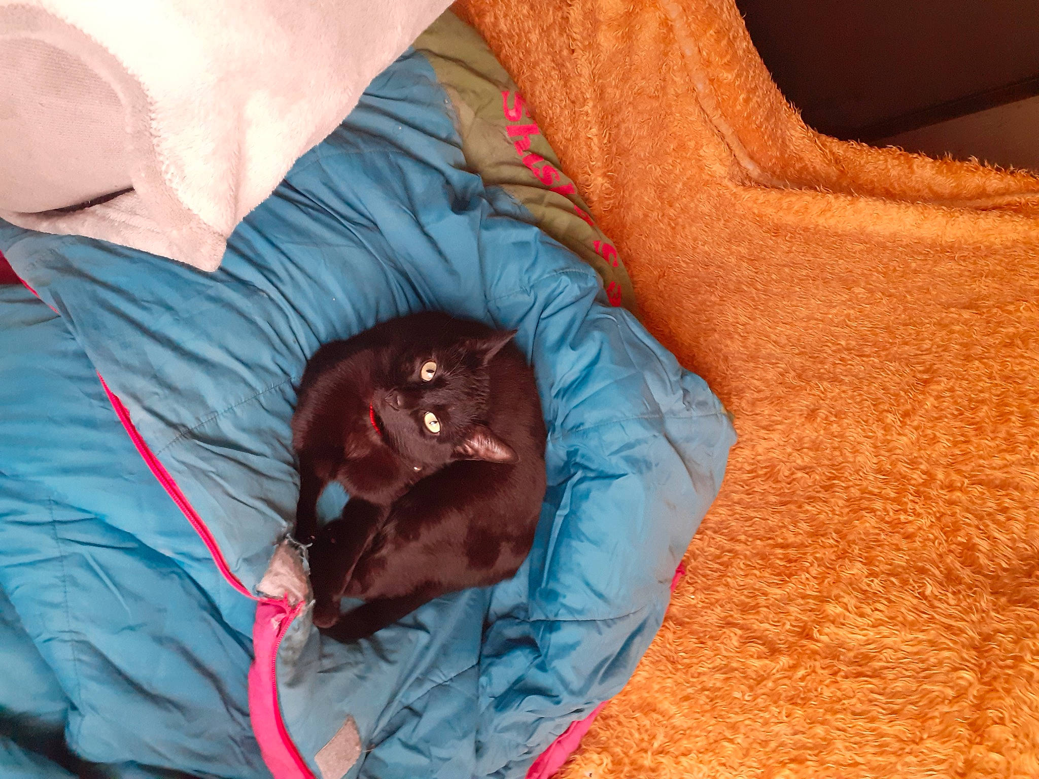 Chaton participe au concours pour gagner de l'argent avec cette photo : azure, black_cat, carnivore, comfort, companion_dog, dog_breed, electric_blue, eye, fawn, felidae, fur, linens, liver, orange, sleeve, small_to_medium_sized_cats, t_shirt, textile, vertebrate, whiskers