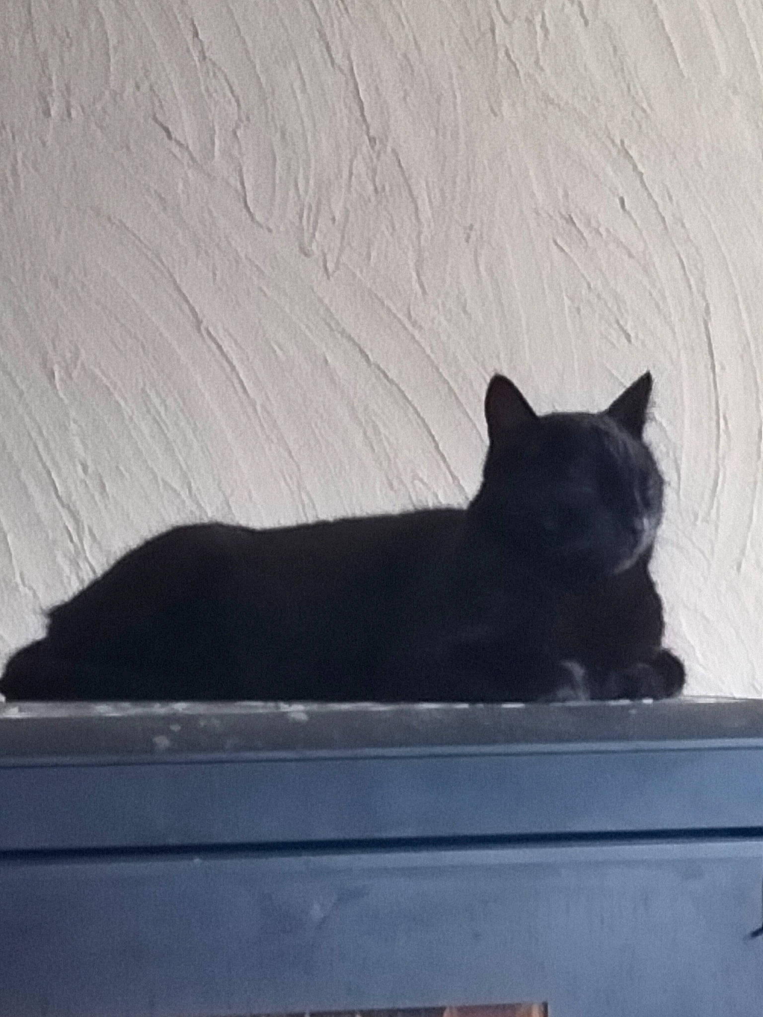 Chaton