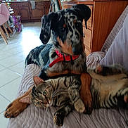 Bounty a rejoint le concours — aidez-le/la à gagner de superbes lots ! dog, cat, couch, indoor, pet, tabby_cat, spotted_dog, red_collar, floor_tiles, wooden_cabinet, blanket, relaxed, animal_companions, furniture, home, cozy, paw, ears, friendship, resting