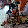 animal_companions, blanket, cat, couch, cozy, dog, ears, floor_tiles, friendship, furniture, home, indoor, paw, pet, red_collar, relaxed, resting, spotted_dog, tabby_cat, wooden_cabinet