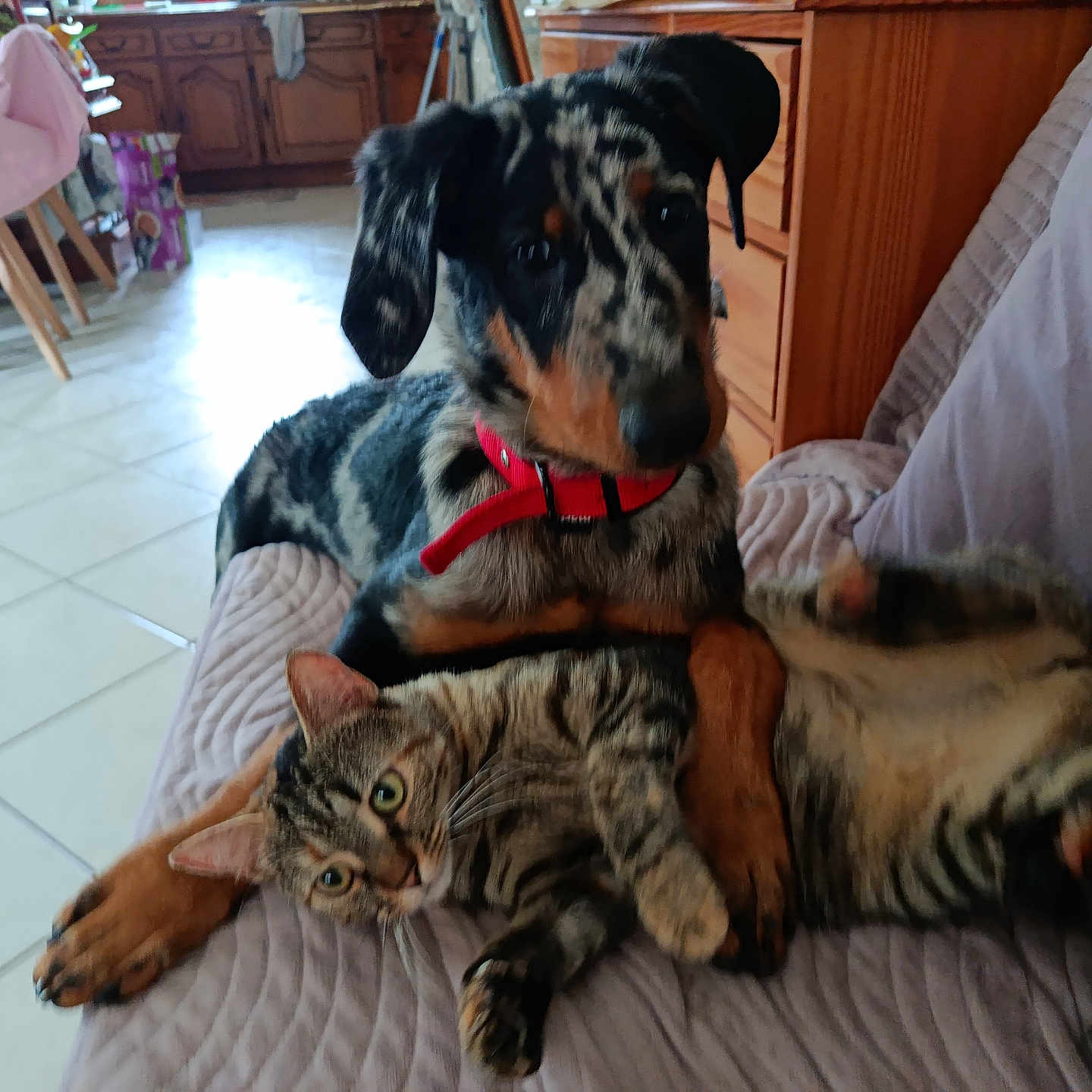 Bounty a rejoint le concours — aidez-le/la à gagner de superbes lots ! dog, cat, couch, indoor, pet, tabby_cat, spotted_dog, red_collar, floor_tiles, wooden_cabinet, blanket, relaxed, animal_companions, furniture, home, cozy, paw, ears, friendship, resting
