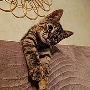 Chamallow a rejoint le concours — aidez-le/la à gagner de superbes lots ! kitten, cat, tabby, curious, paws, fur, pet, animal, indoor, closeup, cute, whiskers, ears, face, soft, texture, feline, playful, young, domestic