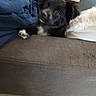 dog, black_dog, couch, blanket, fur, paw, indoor, pet, resting, curious, furniture, white_markings, fluffy, cozy, home, animal, canine, soft, relaxed, companion