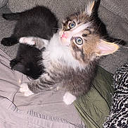 Milo is registered to the contest to win money with this photo: kitten, cat, animal, feline, pet, fluffy, blue_eyes, cozy, indoor, fabric, soft, resting, playful, young, cute, small, fur, whiskers, ears, companions