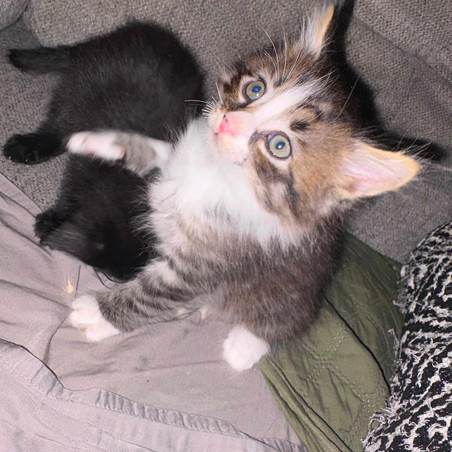 Milo