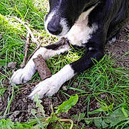 Praline a rejoint le concours — aidez-le/la à gagner de superbes lots ! animal, black_and_white, canine, close_up, curious, dandelion, dog, flower, grass, greenery, leaf, nature, outdoor, pet, playful, puppy, resting, stick, sunlight, young_dog