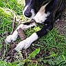 dog, puppy, black_and_white, grass, stick, dandelion, flower, outdoor, nature, greenery, leaf, young_dog, animal, pet, close_up, playful, curious, canine, resting, sunlight