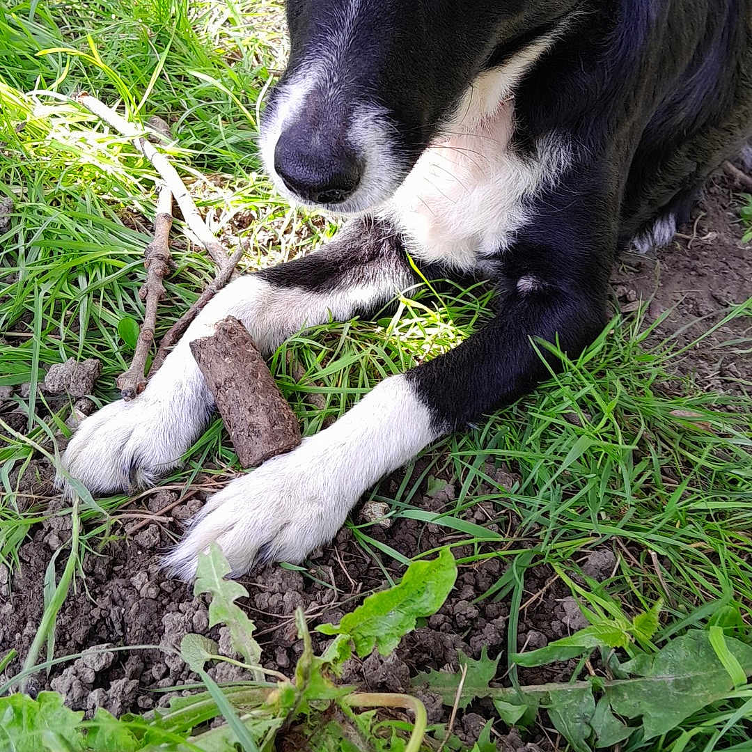 Praline a rejoint le concours — aidez-le/la à gagner de superbes lots ! animal, black_and_white, canine, close_up, curious, dandelion, dog, flower, grass, greenery, leaf, nature, outdoor, pet, playful, puppy, resting, stick, sunlight, young_dog
