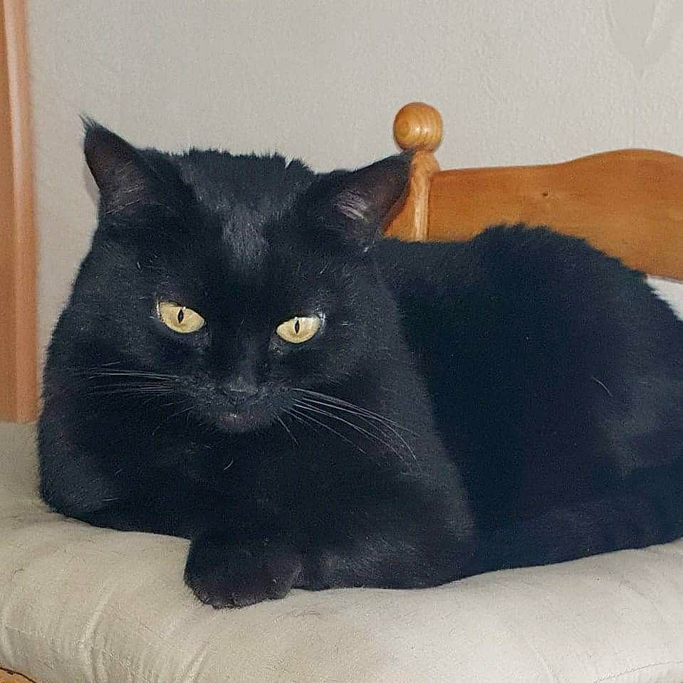 Missy a rejoint le concours — aidez-le/la à gagner de superbes lots ! black_cat, bombay, carnivore, cat, comfort, domestic_short_haired_cat, felidae, fur, grey, linens, rectangle, small_to_medium_sized_cats, snout, tail, terrestrial_animal, whiskers