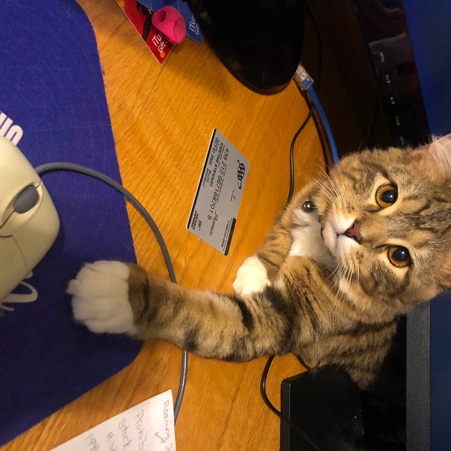 Nick joined the competition — help win amazing prizes! carnivore, cat, claw, comfort, domestic_short_haired_cat, electronic_device, felidae, fur, gadget, lap, mammal, paw, plush, small_to_medium_sized_cats, snout, stuffed_toy, tail, toy, vertebrate, whiskers