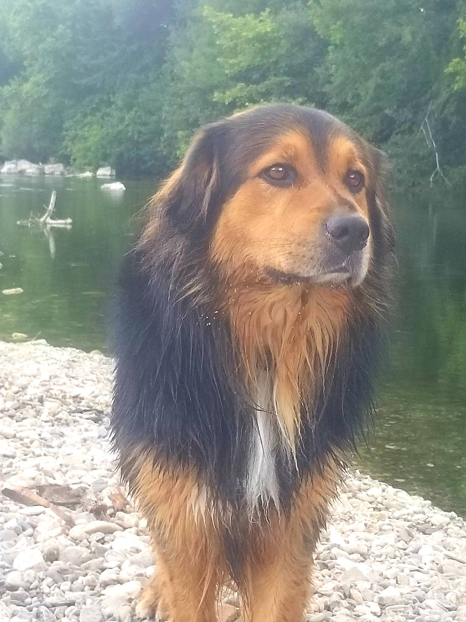 Bud a rejoint le concours — aidez-le/la à gagner de superbes lots ! carnivore, companion_dog, dog, dog_breed, fur, giant_dog_breed, lake, liver, natural_landscape, plant, snout, terrestrial_animal, tree, water, wildlife, working_animal, working_dog